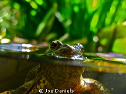 Getting creative in the pond by Joe Daniels 